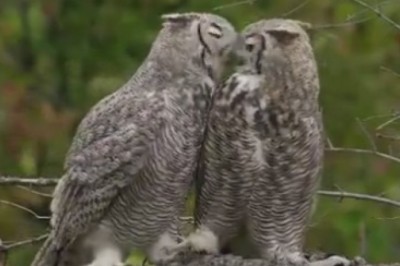 Whoo's Hanging Out? Hilarious Encounter with Two Owls on a Tree Branch!