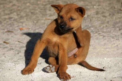 Dispelling Myths and Unveiling Truths About Pet Pests: A Comprehensive Guide