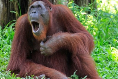 Miraculous Orangutan Birth: Dana Defies Odds in Heartwarming Conservation Triumph!