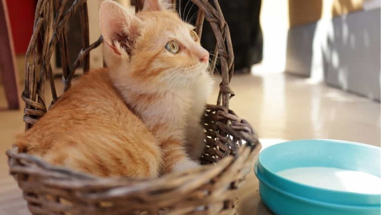 The Deadly Danger of Raw Milk: Unveiling the Menace Lurking in Your Glass