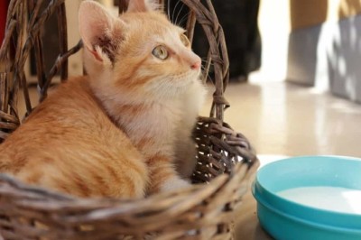 The Deadly Danger of Raw Milk: Unveiling the Menace Lurking in Your Glass