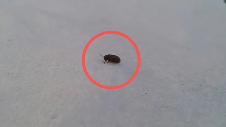 Unveiling the Hidden World of Carpet Beetles: Should You Worry About Your Tiny Roommates?