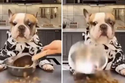 When Your Pooch Outclasses the Waitstaff: The Tale of a Gourmet Dog’s Dinner Dilemma