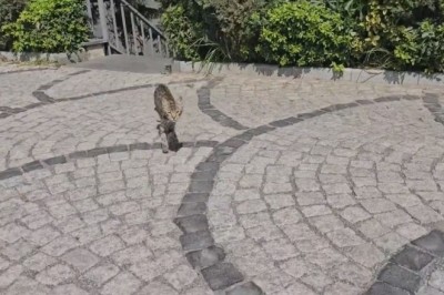 Cat-tastic Comedy: Cracking Up with the World's Funniest Feline!