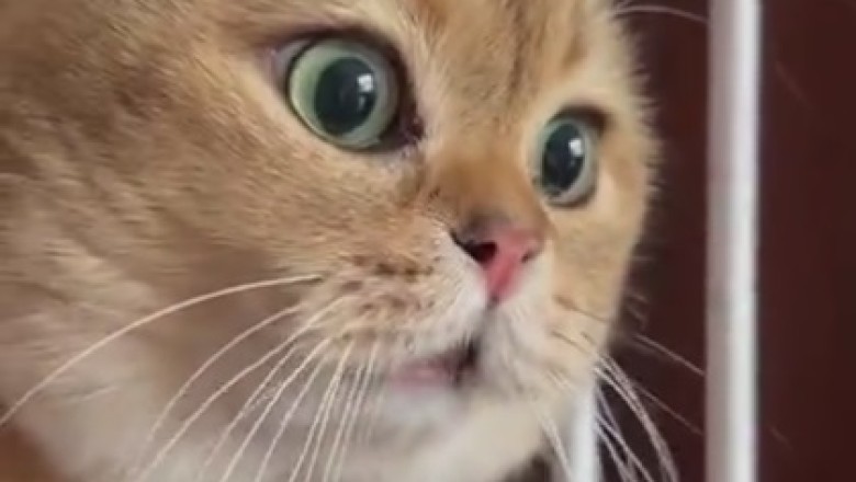 Cat-tastrophe Alert! Hilarious Moments with the Funniest Feline Ever!