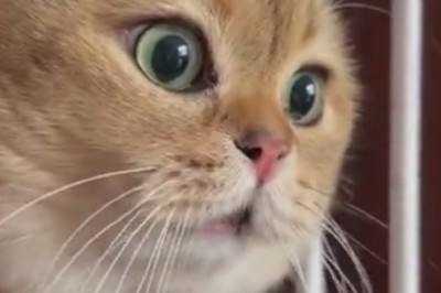 Cat-tastrophe Alert! Hilarious Moments with the Funniest Feline Ever!