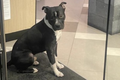 Heartwarming Act of Kindness: Restaurant Welcomes Stray Dog in the Rain