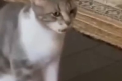 Hilarious Cat Shenanigans That Will Leave You in Stitches!