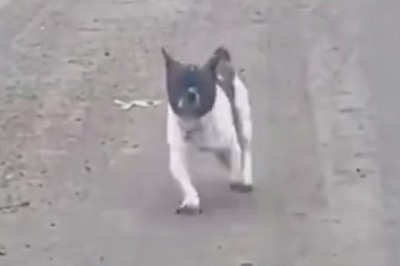 Hilarious Moment Alert: When Dogs Take Their First Steps!