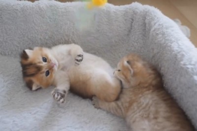 Kitten Catastrophes: Prepare to Have Your Heart Stolen by Cuteness Overload!