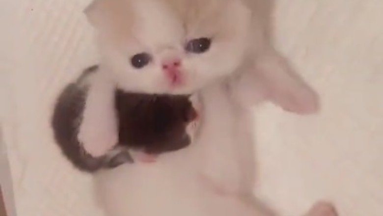 Kitties Gone Catty: The Purrrfect Comedy Show!