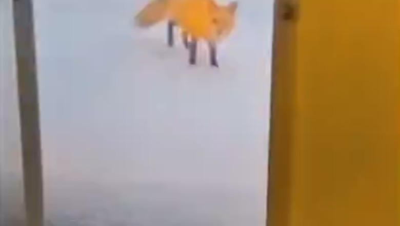 Laugh Out Loud: Pets Gone Wild!