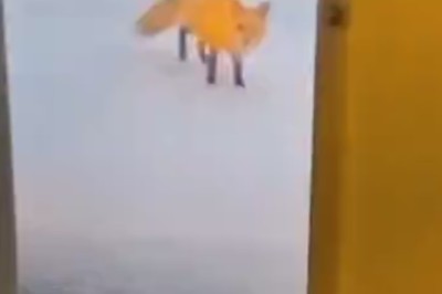 Laugh Out Loud: Pets Gone Wild!