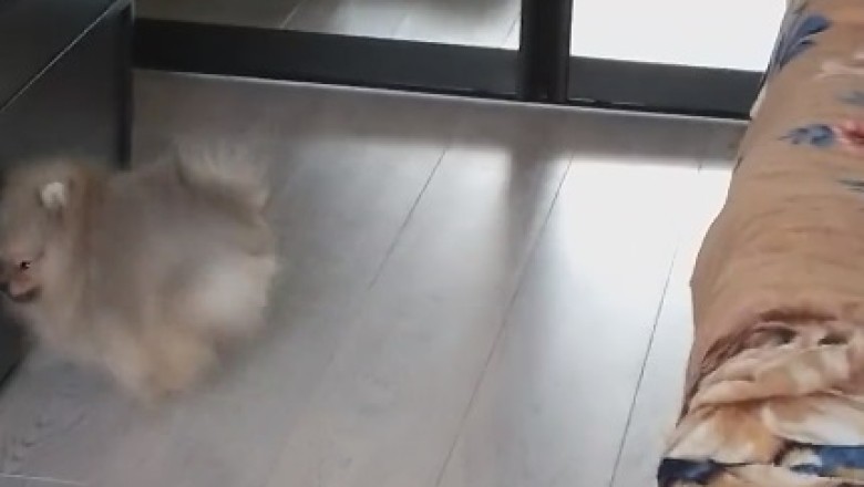 Mirror, Mirror on the Wall, Who's the Floofiest of Them All?