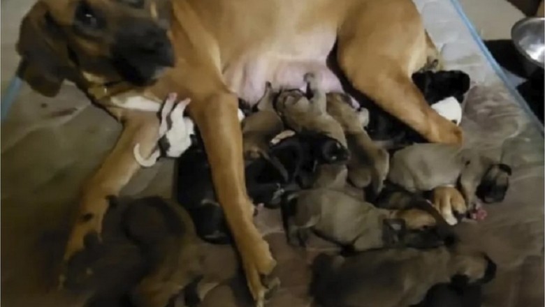 Mother Dog's Resilience Inspires Hope: From Abandonment to Triumph!