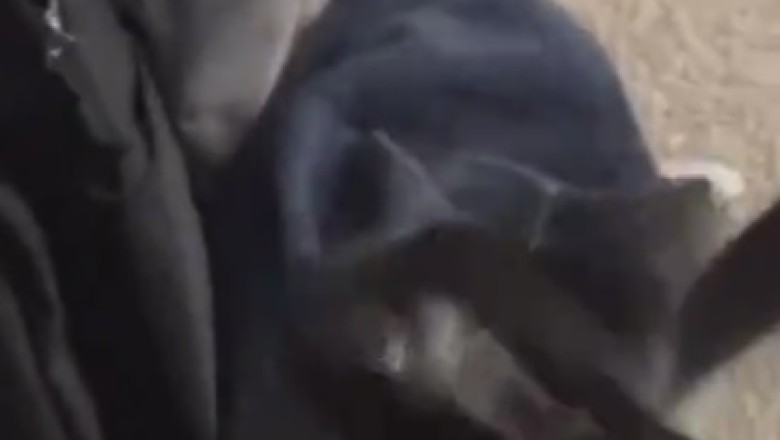 Paw-sitively Adorable: Cat Connoisseur Tries Pasta for the First Time!