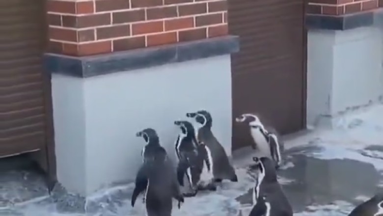 Peng-win Situation: Watch as a Clever Penguin Waddles its Way to Puzzle-solving Glory!