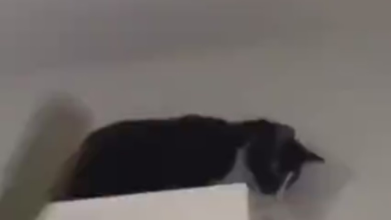 Purr-ayer Warrior: The Most Religious Cat You'll Ever Meet!