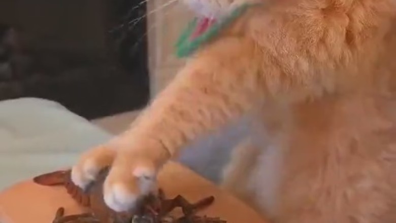 Whiskers & Whisks: Hilarious Cooking Shenanigans with a Comic Cat Chef!