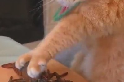 Whiskers & Whisks: Hilarious Cooking Shenanigans with a Comic Cat Chef!