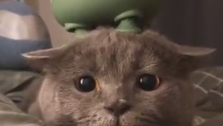 Zen Cat Vibes: Purr-fectly Relaxing Cat Head Massage!