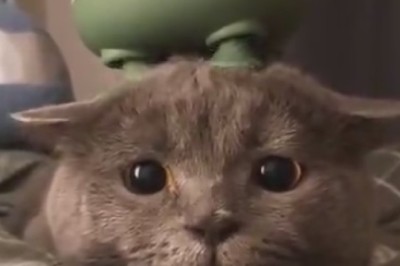 Zen Cat Vibes: Purr-fectly Relaxing Cat Head Massage!