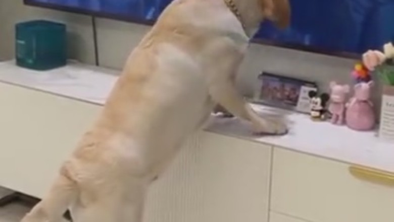 Canine Com-moo-nication: Hilarious Dog Learns to Beg for Treats Through the TV Screen!