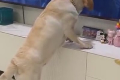 Canine Com-moo-nication: Hilarious Dog Learns to Beg for Treats Through the TV Screen!