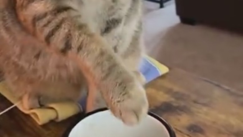 Cat Got Your Paw? Hilarious Cat Discovers the Magic of Cups!