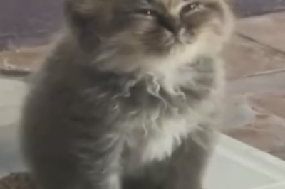 Catnap Chronicles: Chronicles of Sleepy Kittens! You Won't Believe Their Purr-fectly Cozy Adventures!