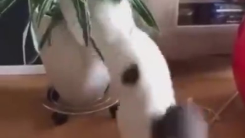 Clumsy Cat Alert! Watch as This Feline's Green Thumb Drops the Beat (and Plant)!