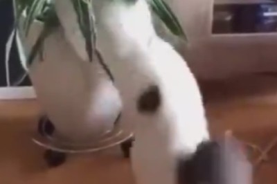 Clumsy Cat Alert! Watch as This Feline's Green Thumb Drops the Beat (and Plant)!