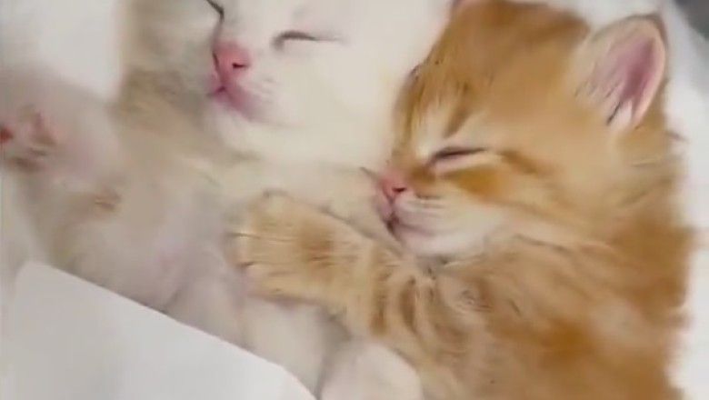 Double the Cuteness, Double the Zzz's! Watch These Twin Kittens Master the Art of Naptime Together!