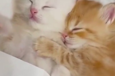 Double the Cuteness, Double the Zzz's! Watch These Twin Kittens Master the Art of Naptime Together!