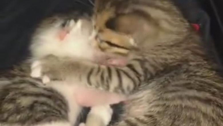 Epic Nap Battle: Two Kittens Compete for Sleepy Supremacy!