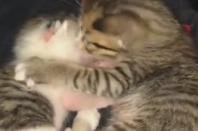 Epic Nap Battle: Two Kittens Compete for Sleepy Supremacy!