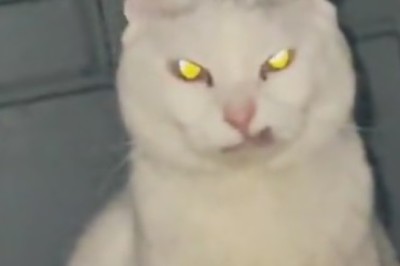 Feline Fury Unleashed: Cat Goes Bonkers and Unleashes Epic Wrath!