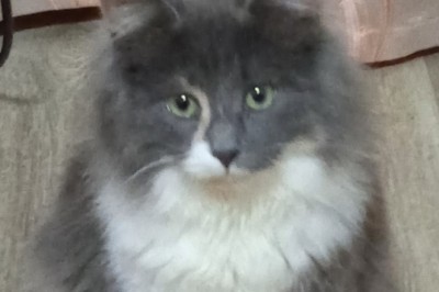 Heartwarming Plea: Help Foster Masyanya, the Adorable Teenage Cat!