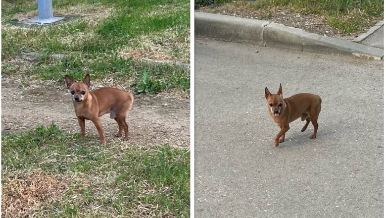 Heartwarming Tale of Lost Dog's Incredible Journey Home