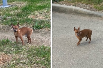 Heartwarming Tale of Lost Dog's Incredible Journey Home