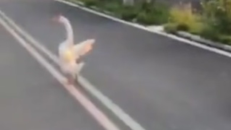 HONK if You're Hilarious! Goose Goes Gaga and Attacks Unsuspecting Woman!