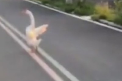 HONK if You're Hilarious! Goose Goes Gaga and Attacks Unsuspecting Woman!