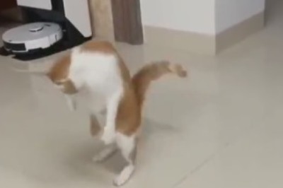 Meow Moves: The Hilarious Dance Routine of a Cat who Forgot to Feel!