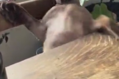 Paws and Spills: The Epic Cat Chair-tastrophe!