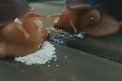 Slow-Motion Snail Showdown: The Battle of the Slurping Snails!