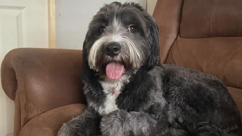 Unforgettable Dog Moment: Milo's Creepy Smile Turns Fear into Laughter!