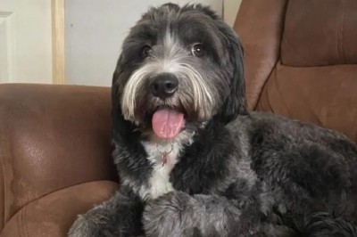 Unforgettable Dog Moment: Milo's Creepy Smile Turns Fear into Laughter!