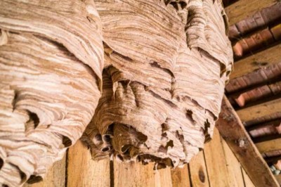 Unveiling the Mystery in the Attic: A Journey of Discovery and Legacy