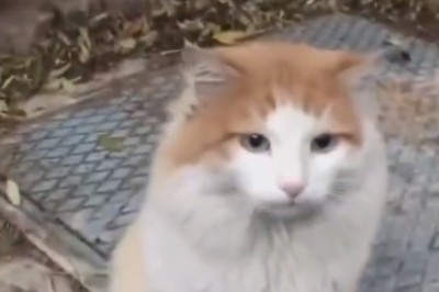 Whisker Magic at your Fingertips: Watch as Cattransforms Happen with a Single Touch!