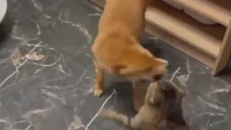 Paws and Giggles: The Ultimate Funny Pets Compilation!